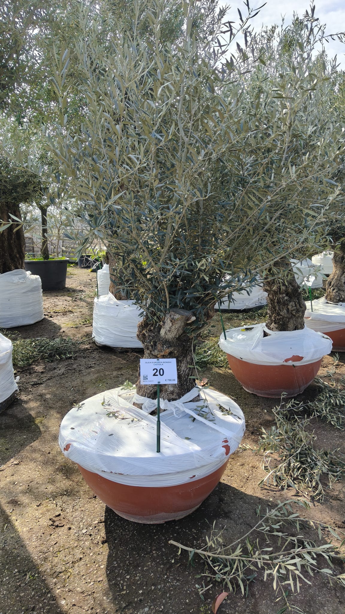 OLEA.EU_.20_5013