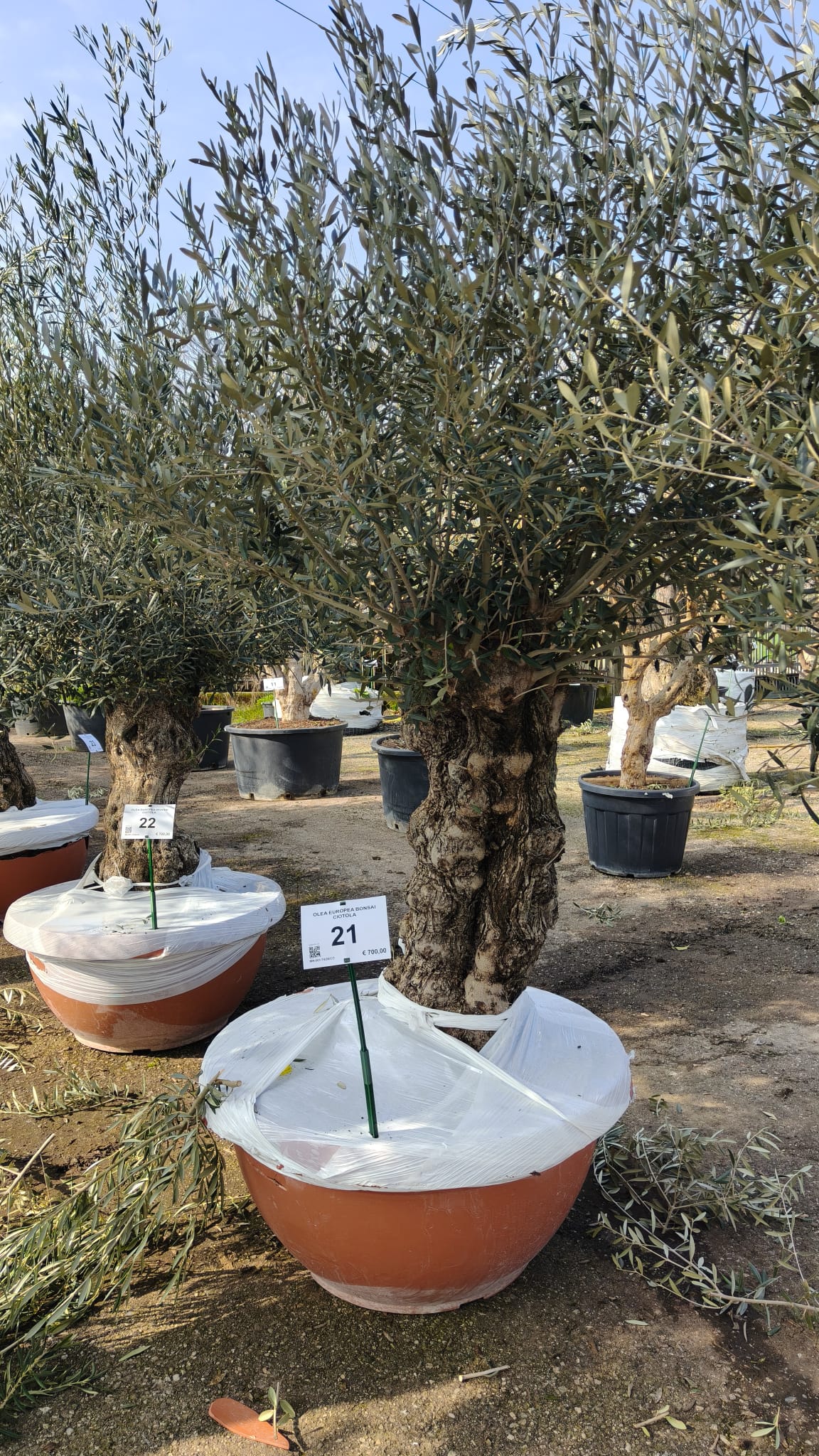 OLEA.EU_.21_5014