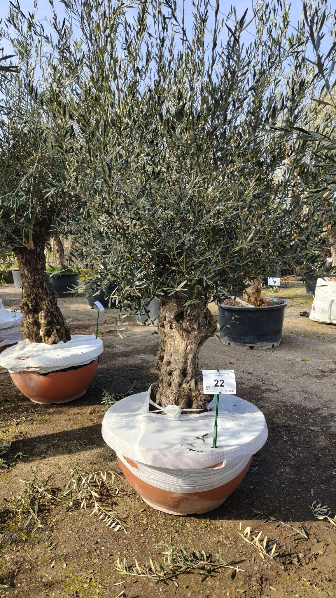 OLEA.EU_.22_5015