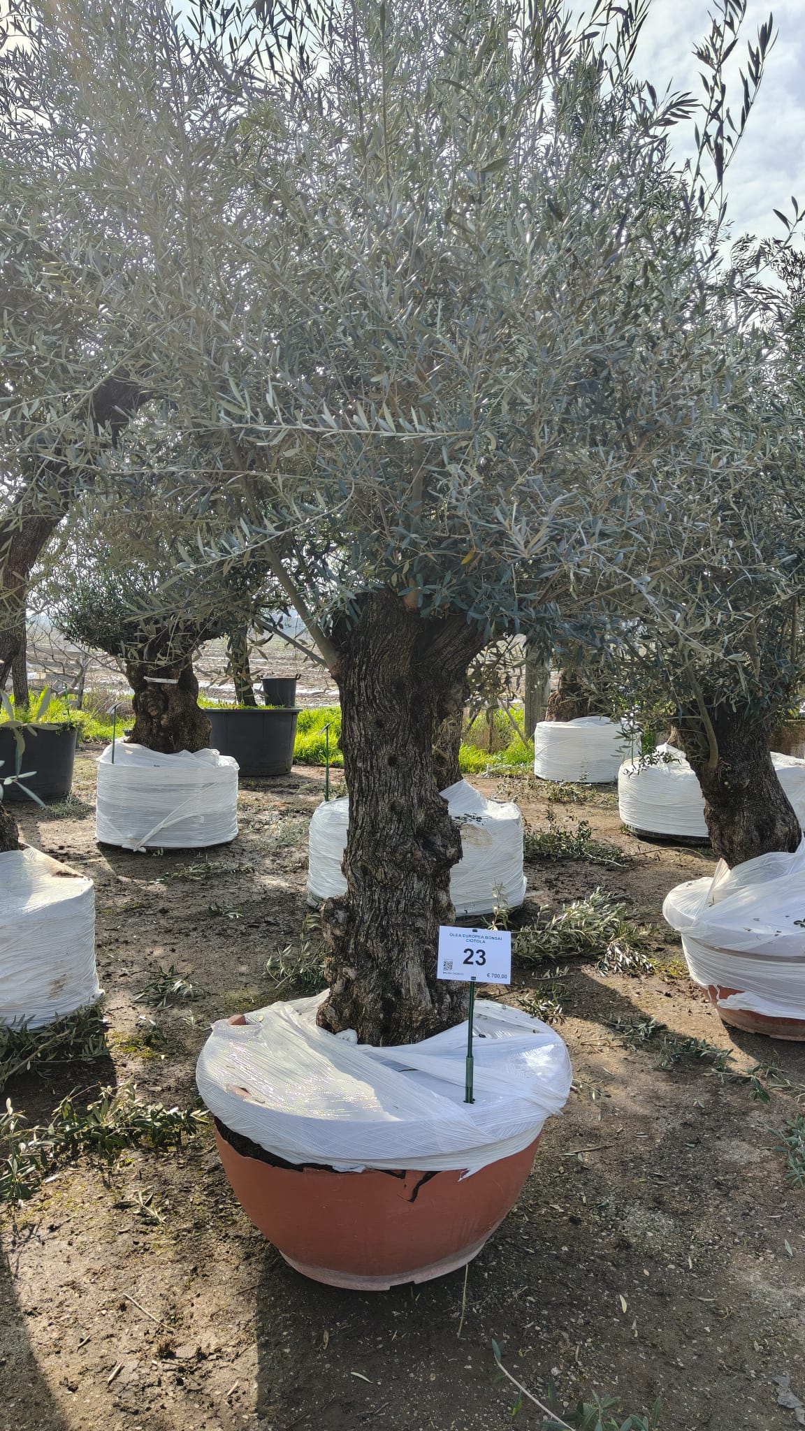 OLEA.EU_.23_5016