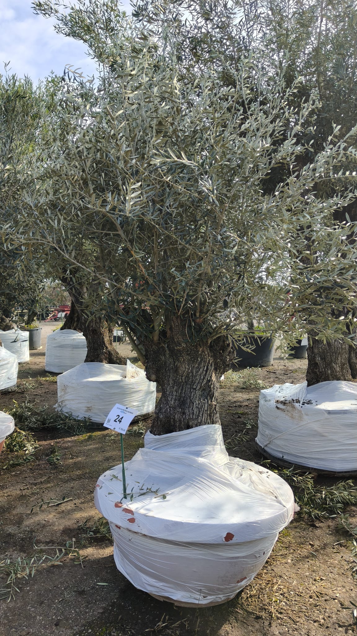 OLEA.EU_.24_5017