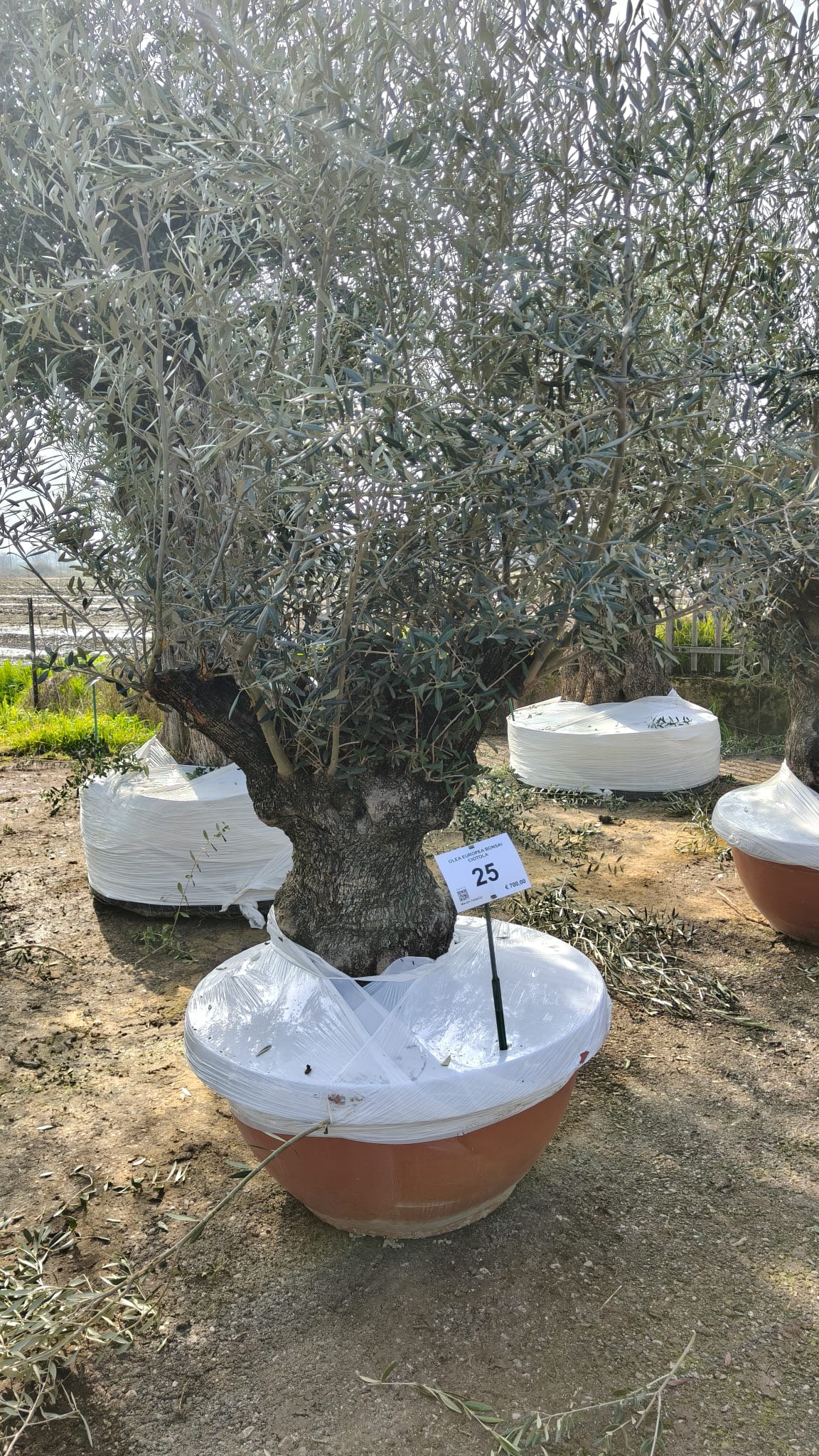 OLEA.EU_.25_5021
