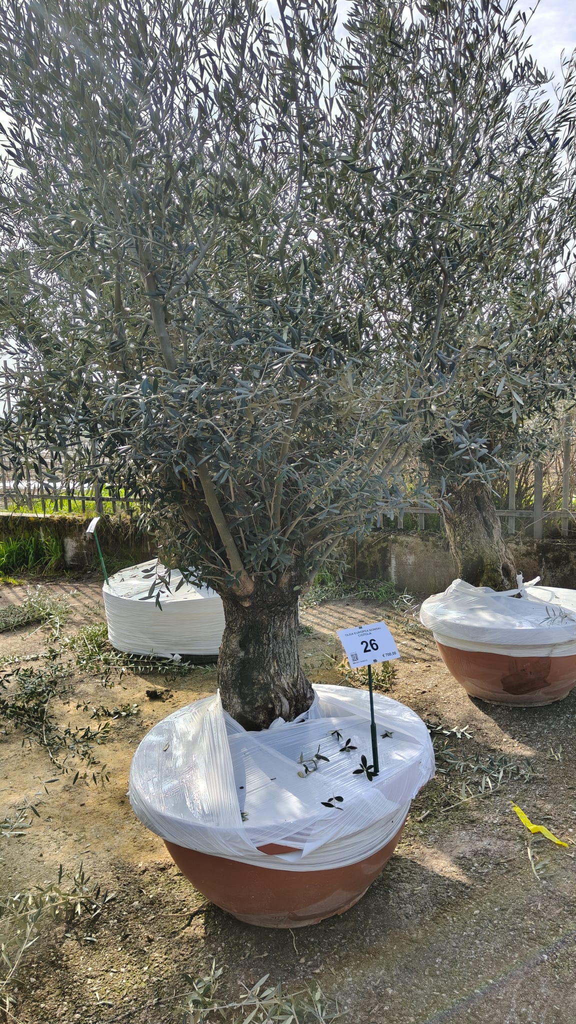 OLEA.EU_.26_5022