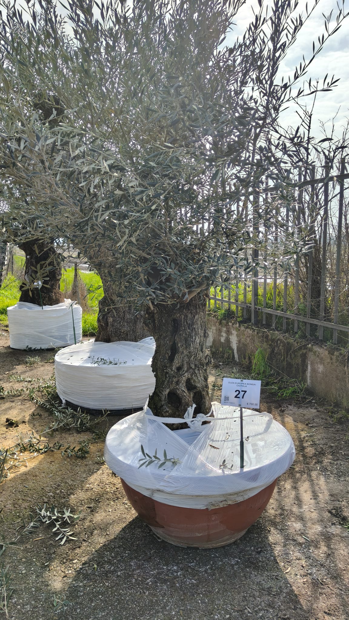 OLEA.EU_.27_5023