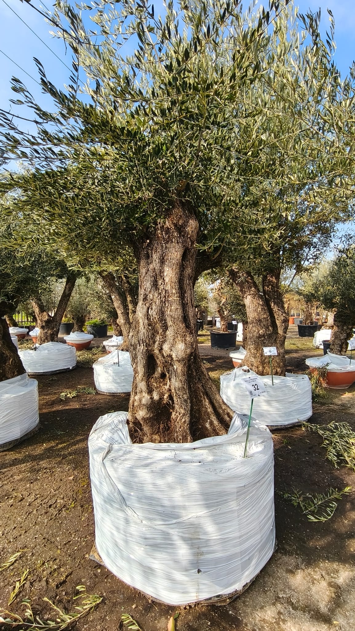 OLEA.EU_.32_5004