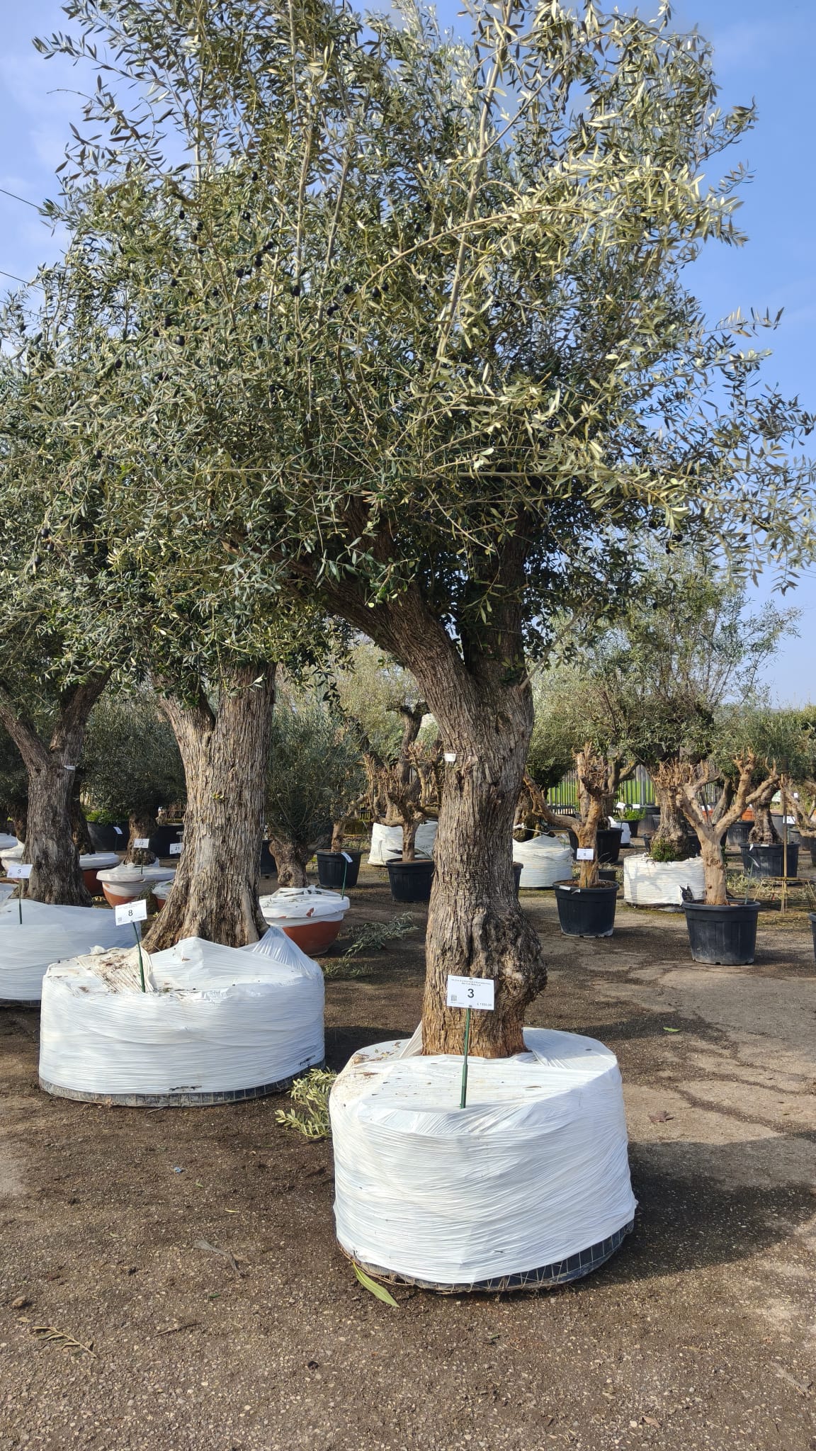 OLEA.EU_.3_5030
