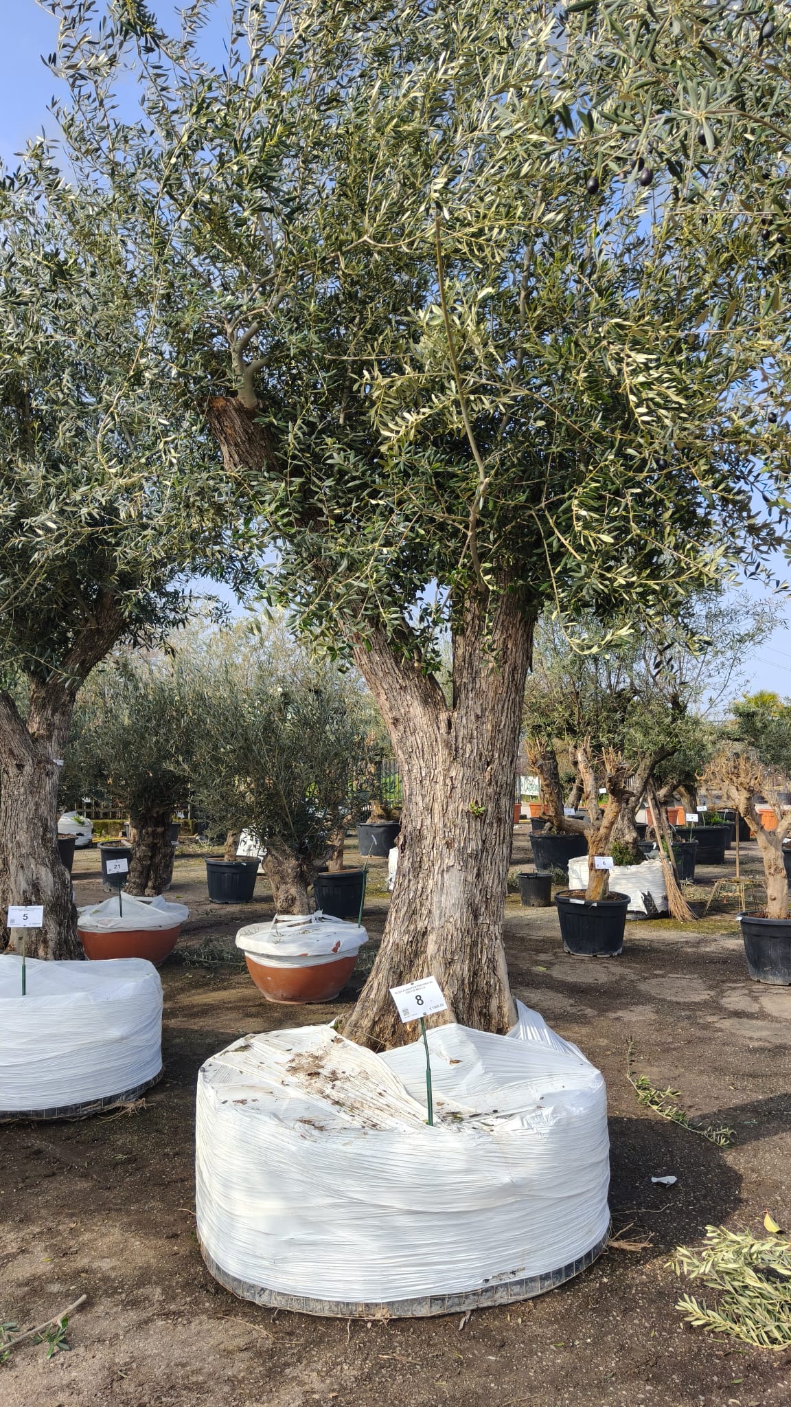 OLEA.EU_.8_5027