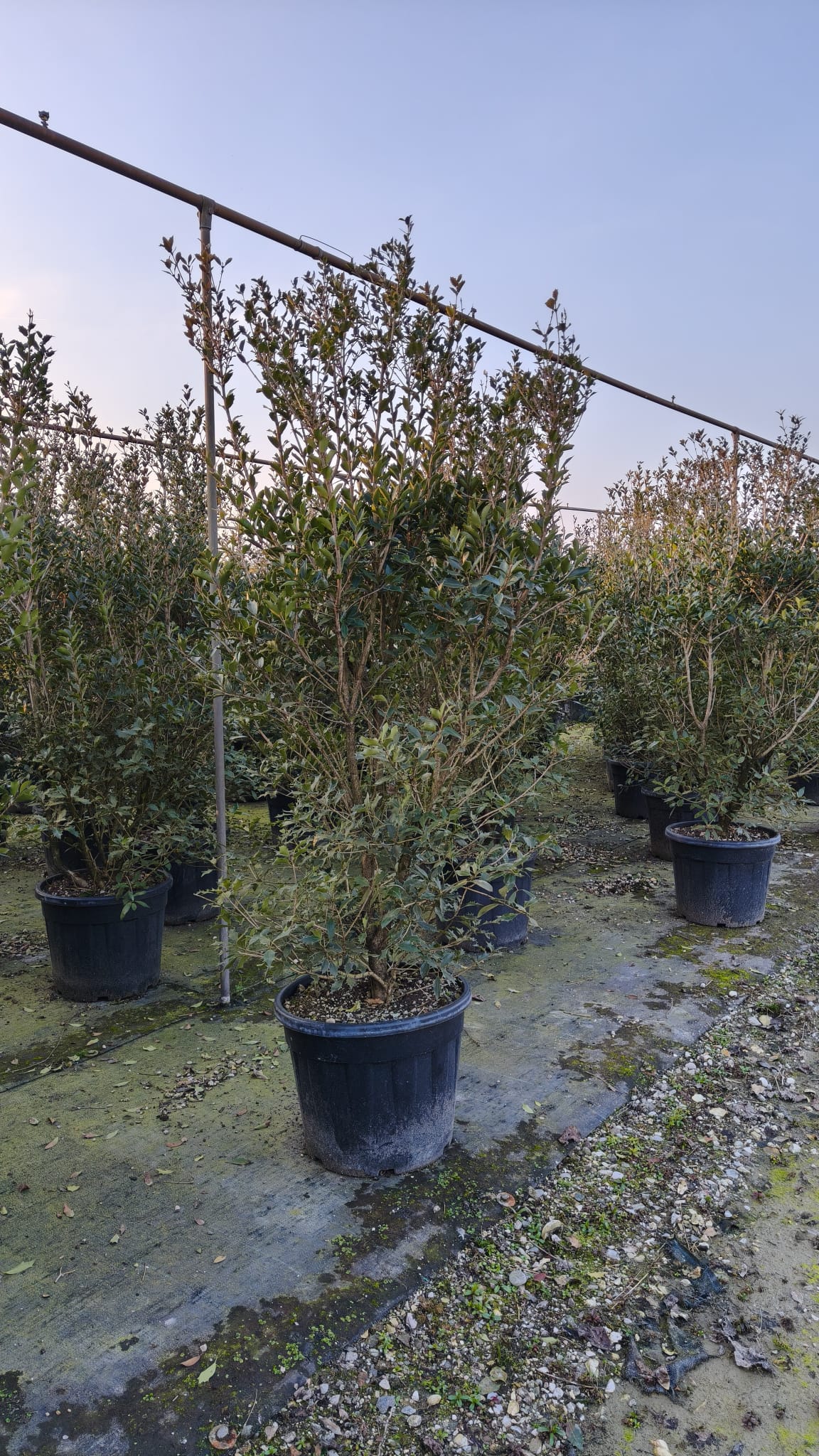 OSMA.HE_.IL_.SM_5056