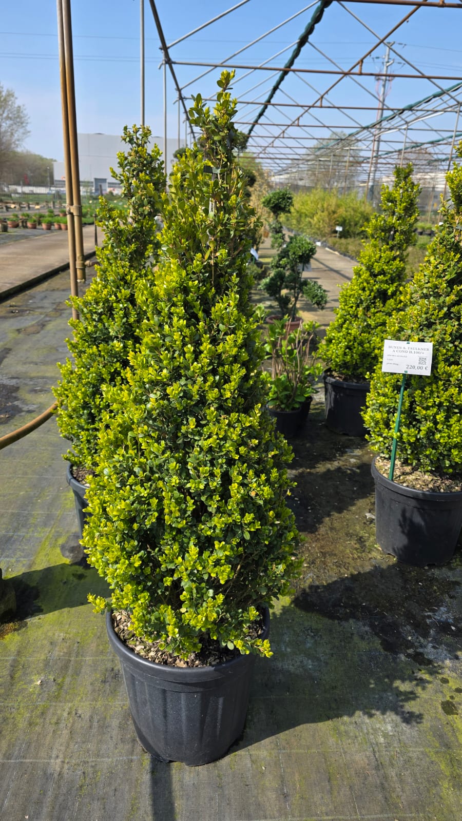 BUXU.S.FO_.100C_5083