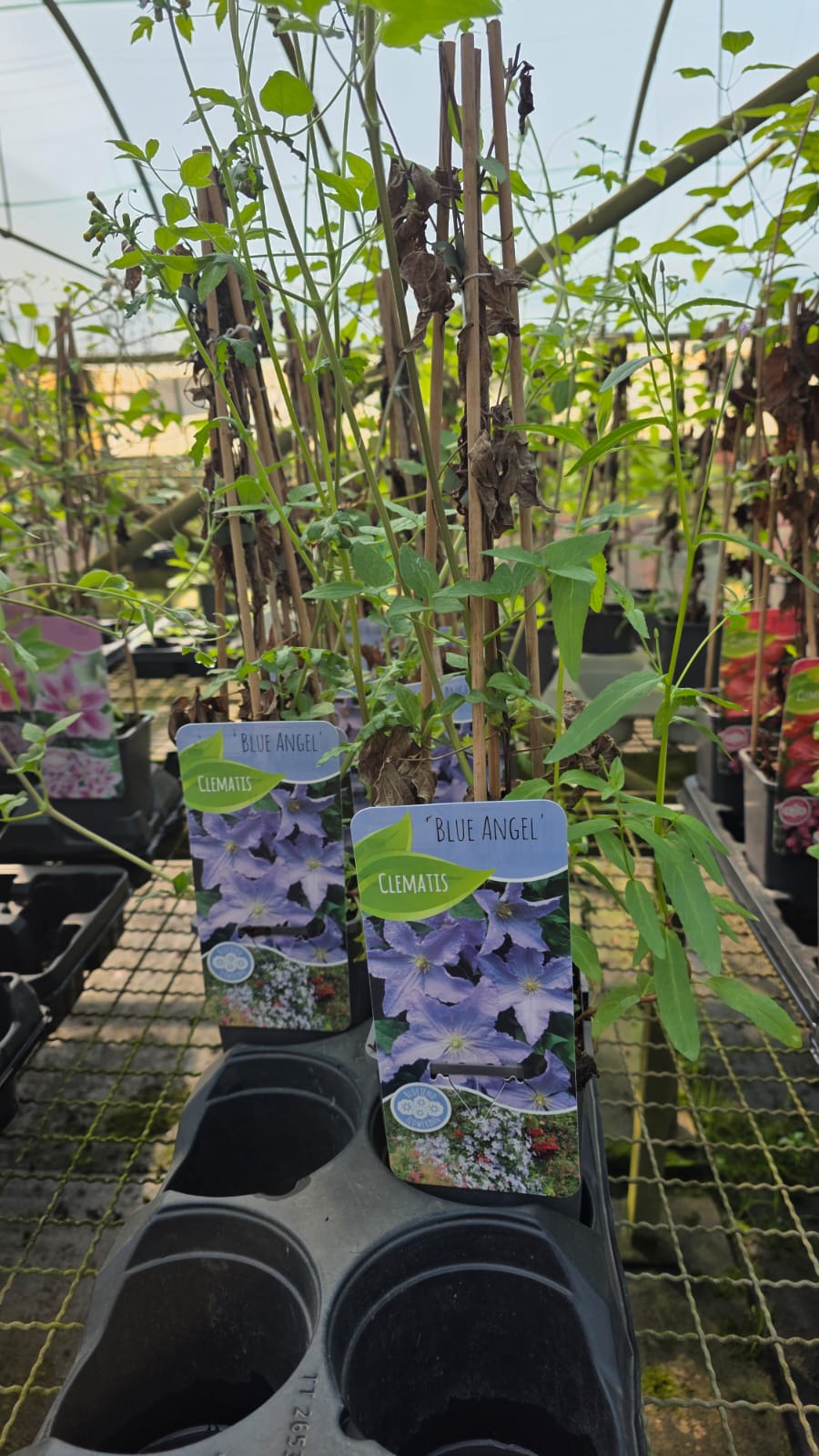 CLEM.BL_.AN_.B1_5115