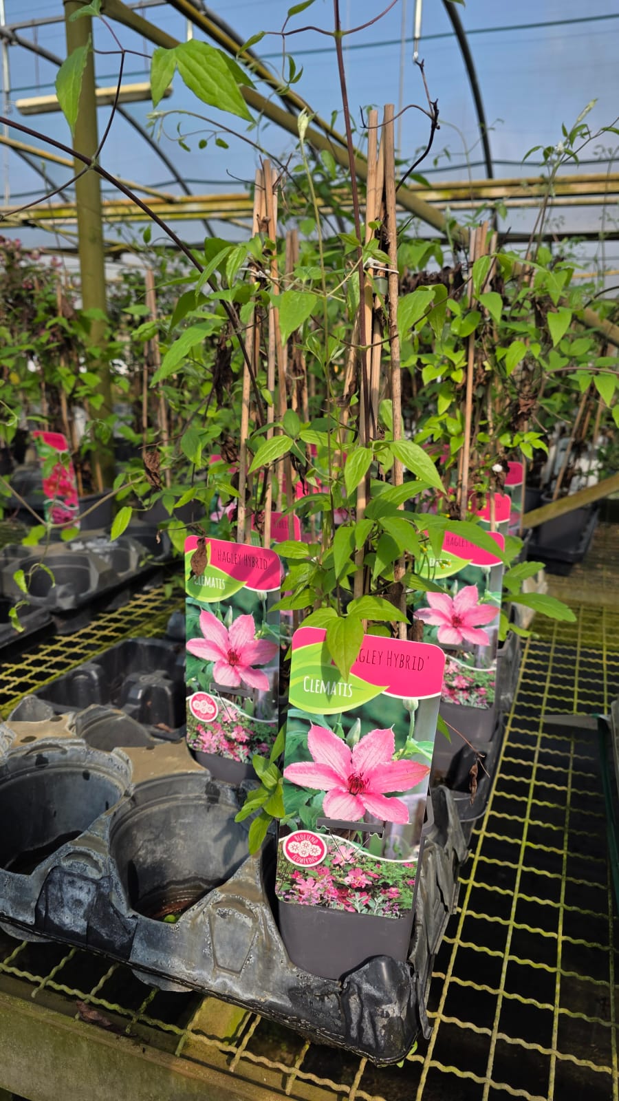 CLEM.HA_.HY_.B1_5118