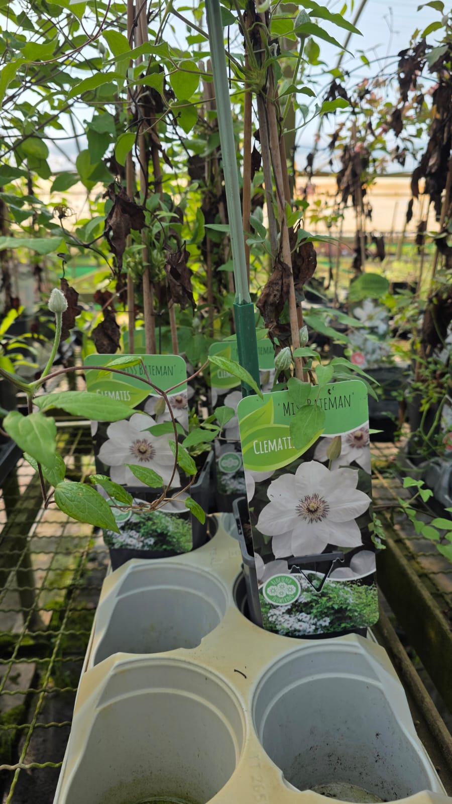 CLEM.MI_.BA_.B1_5113