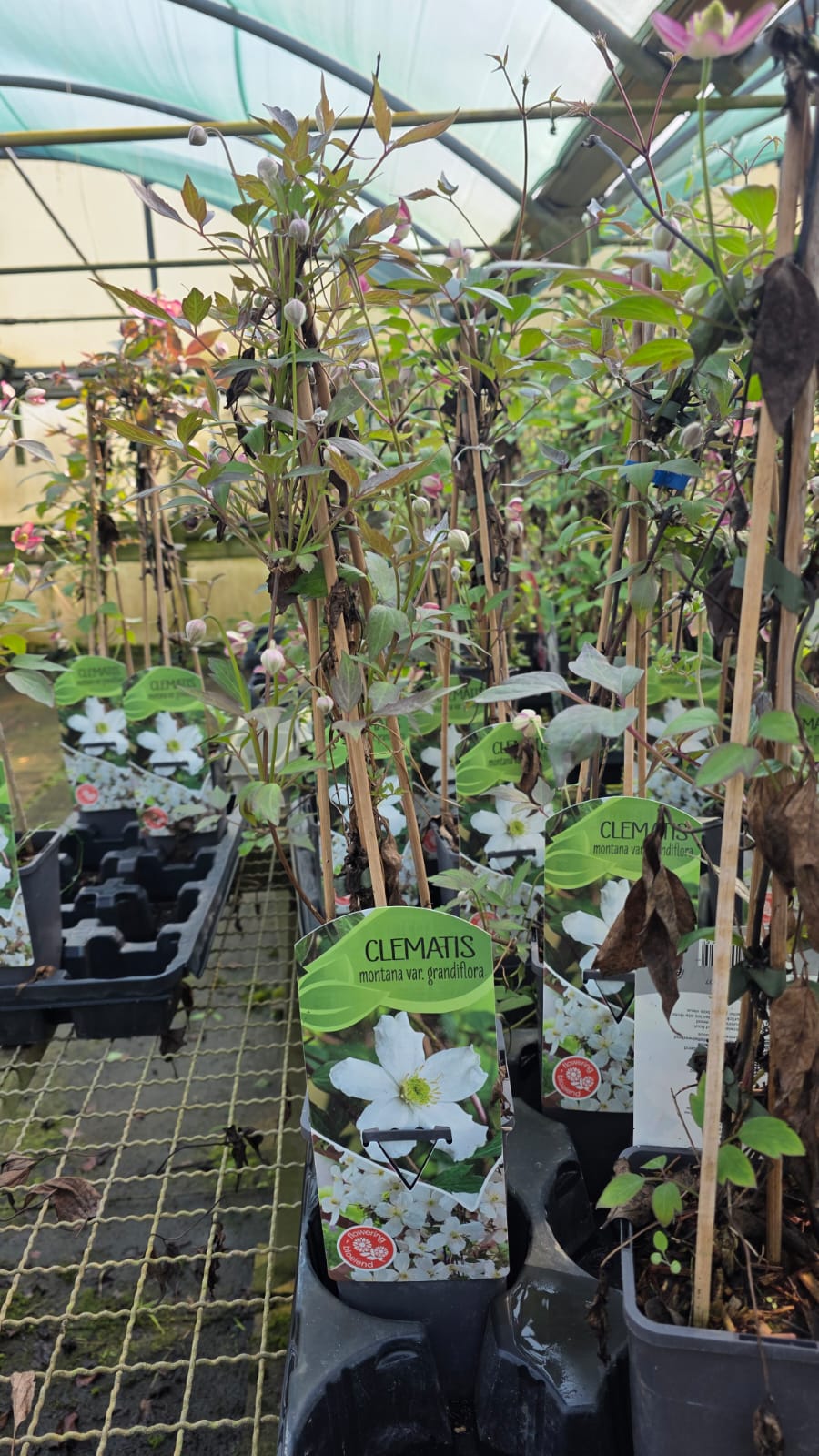 CLEM.MO_.GR_.B1_5112