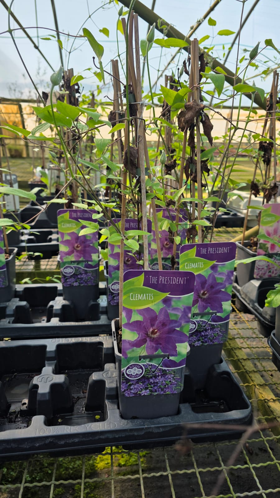 CLEM.TH_.PR_.B1_5117