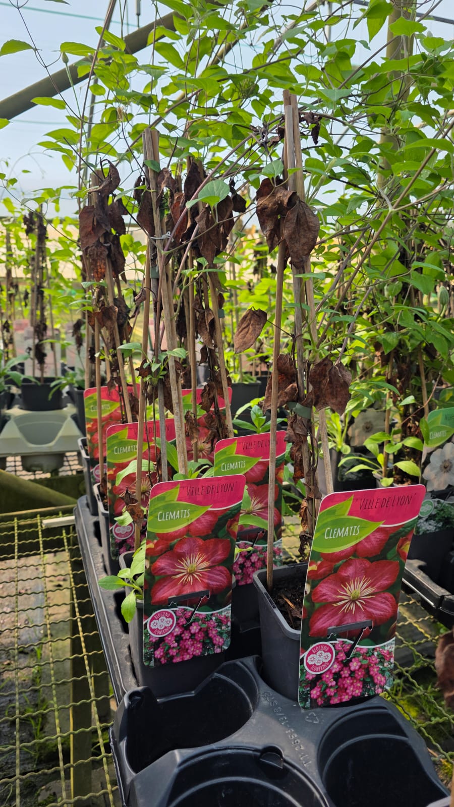 CLEM.VI_.LY_.B1_5114