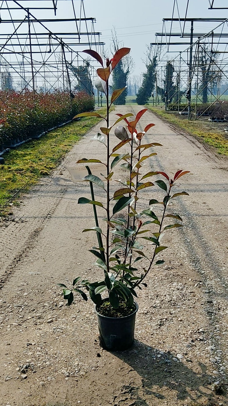 PHOT.FR_.RR_.B2_5081