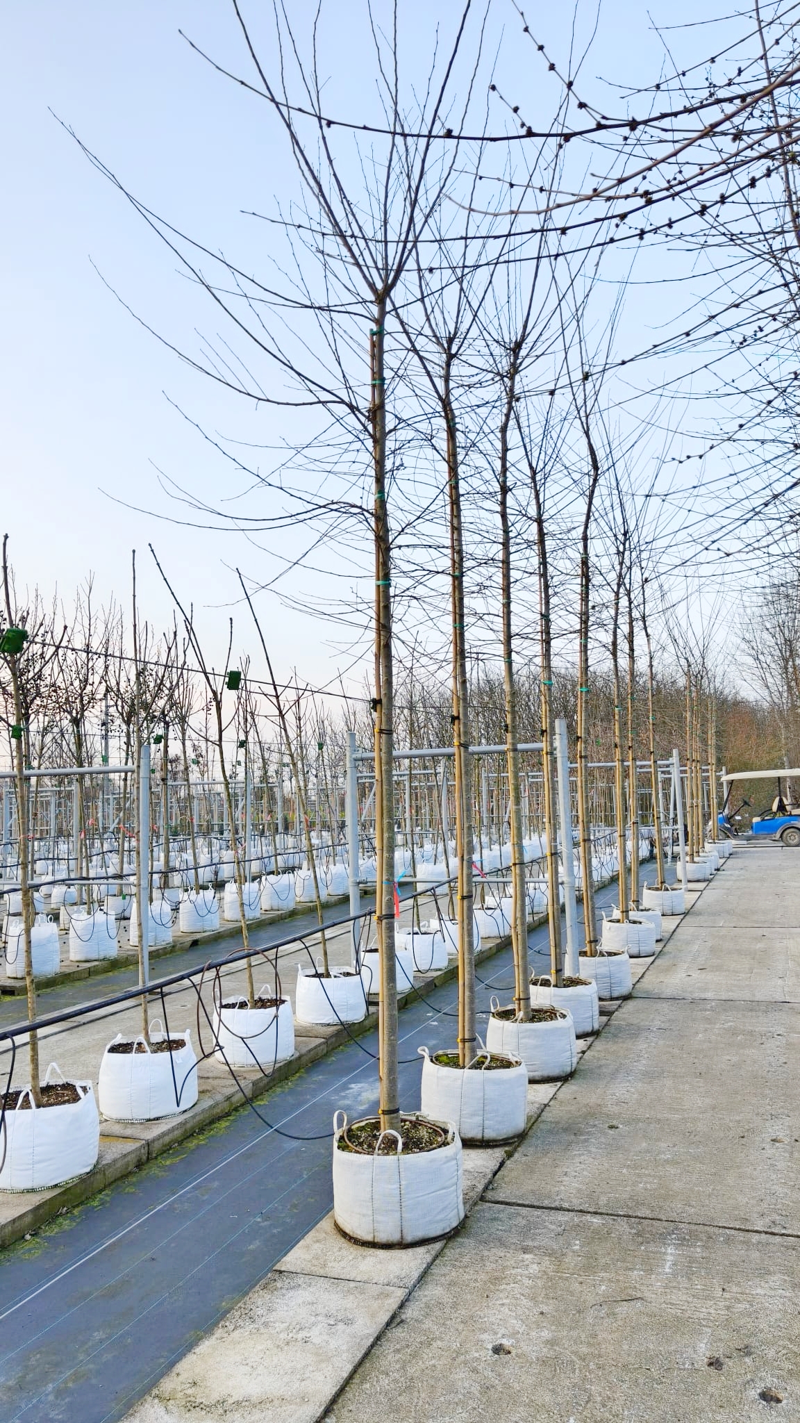 ULMU.SA_.AG_.V4_5060