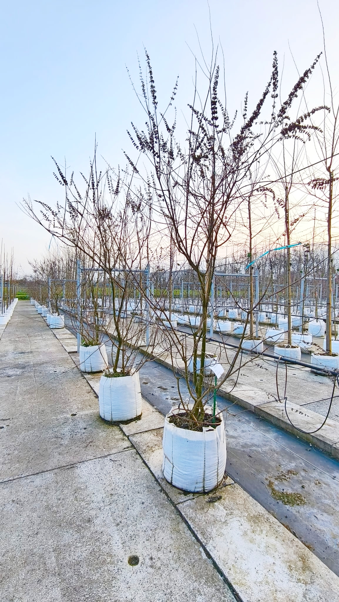 VITE.AG_.CB_.VC2_5072