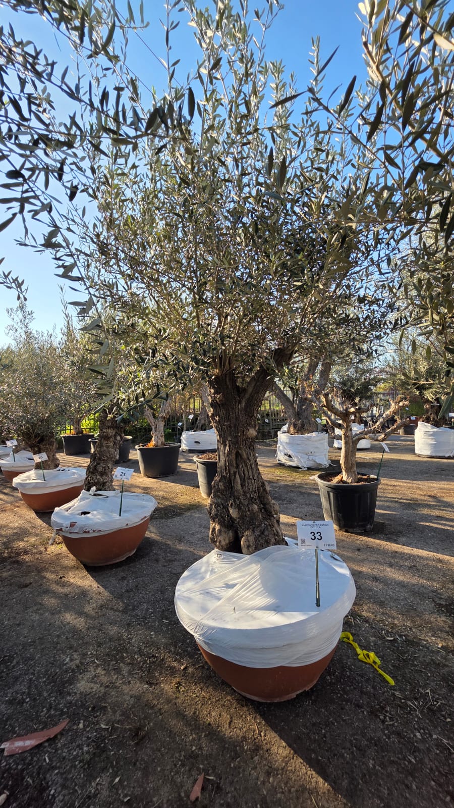OLEA.EU_.33_5154
