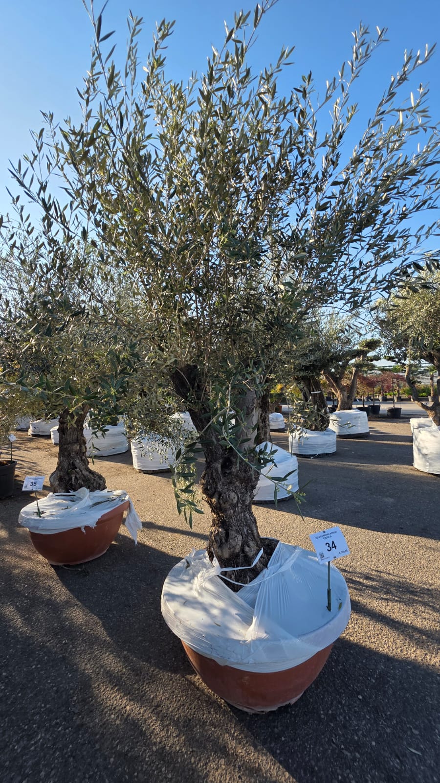 OLEA.EU_.34_5155