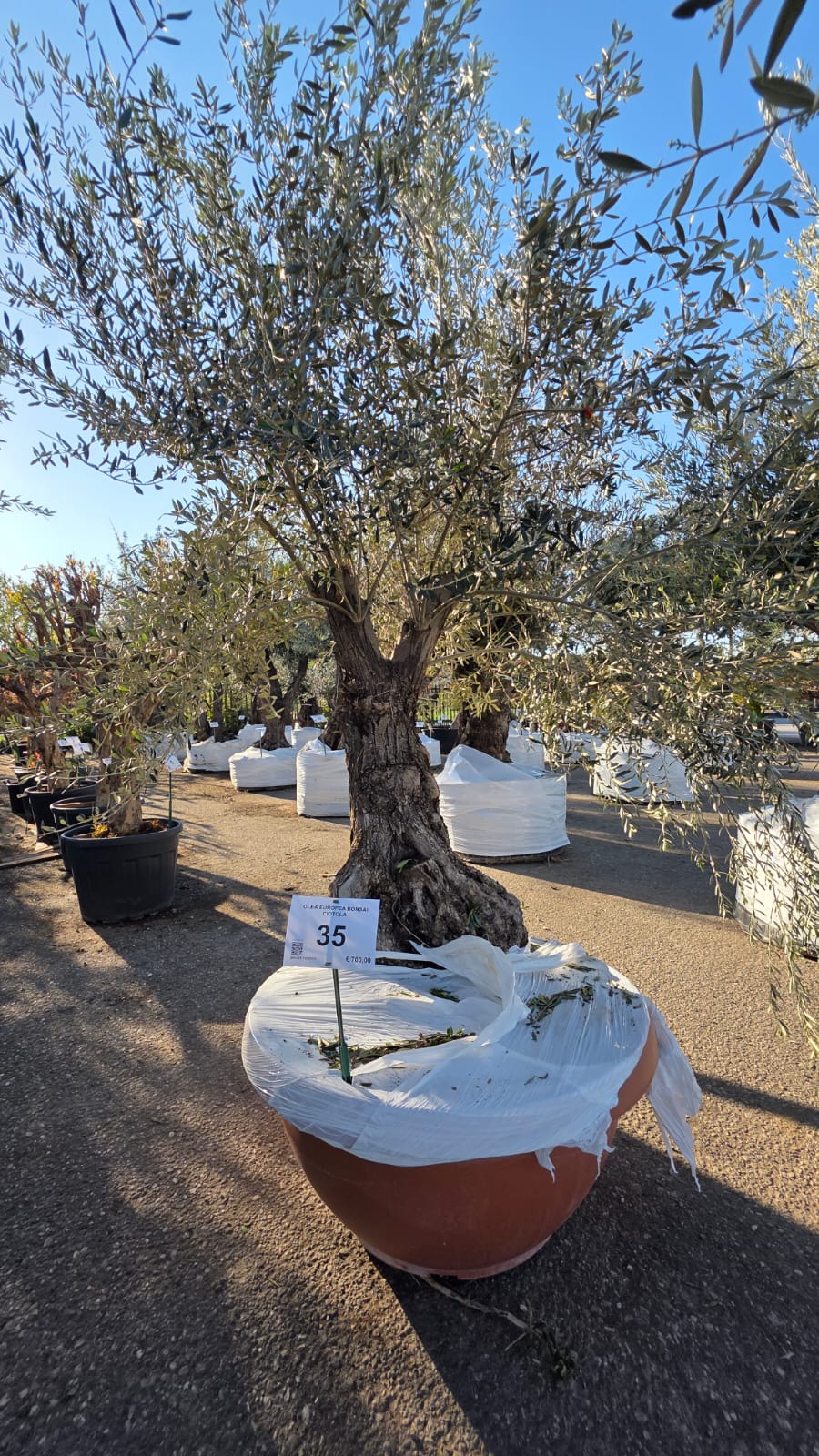 OLEA.EU_.35_5156