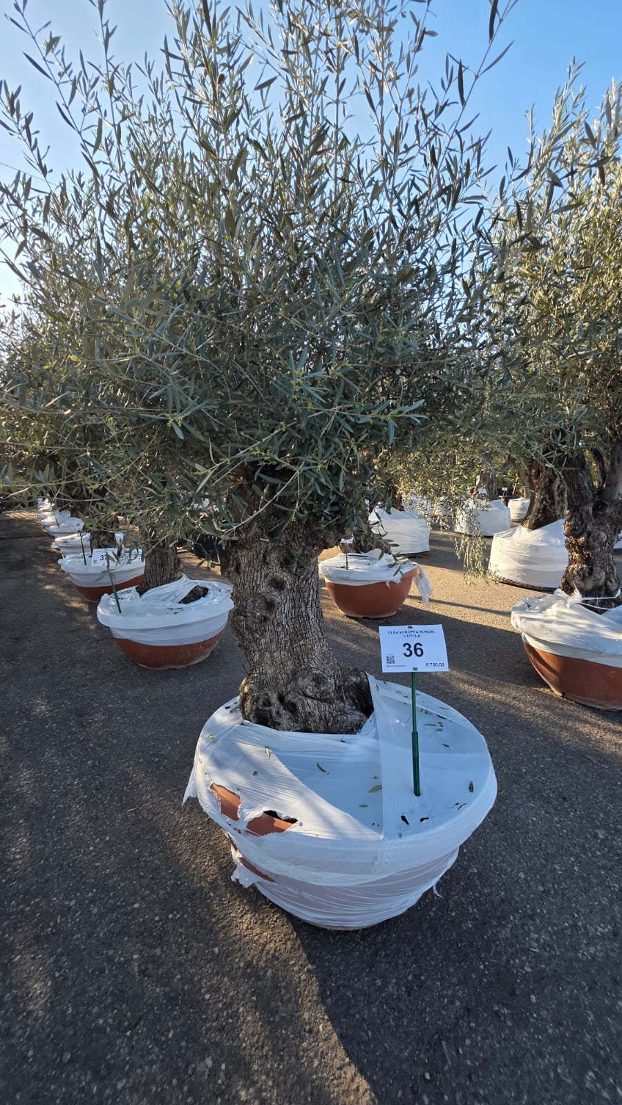 OLEA.EU_.36_5157