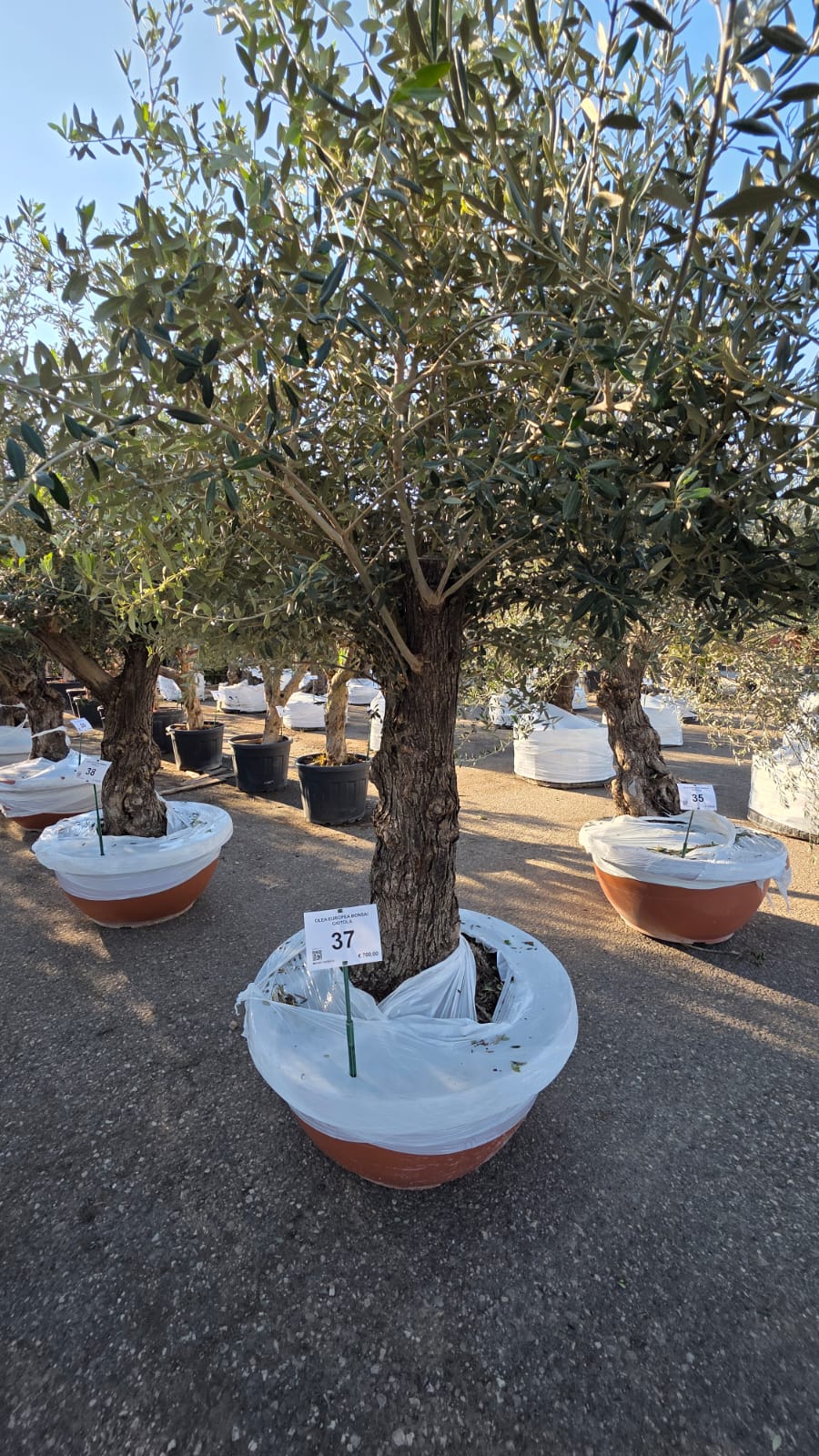 OLEA.EU_.37_5158