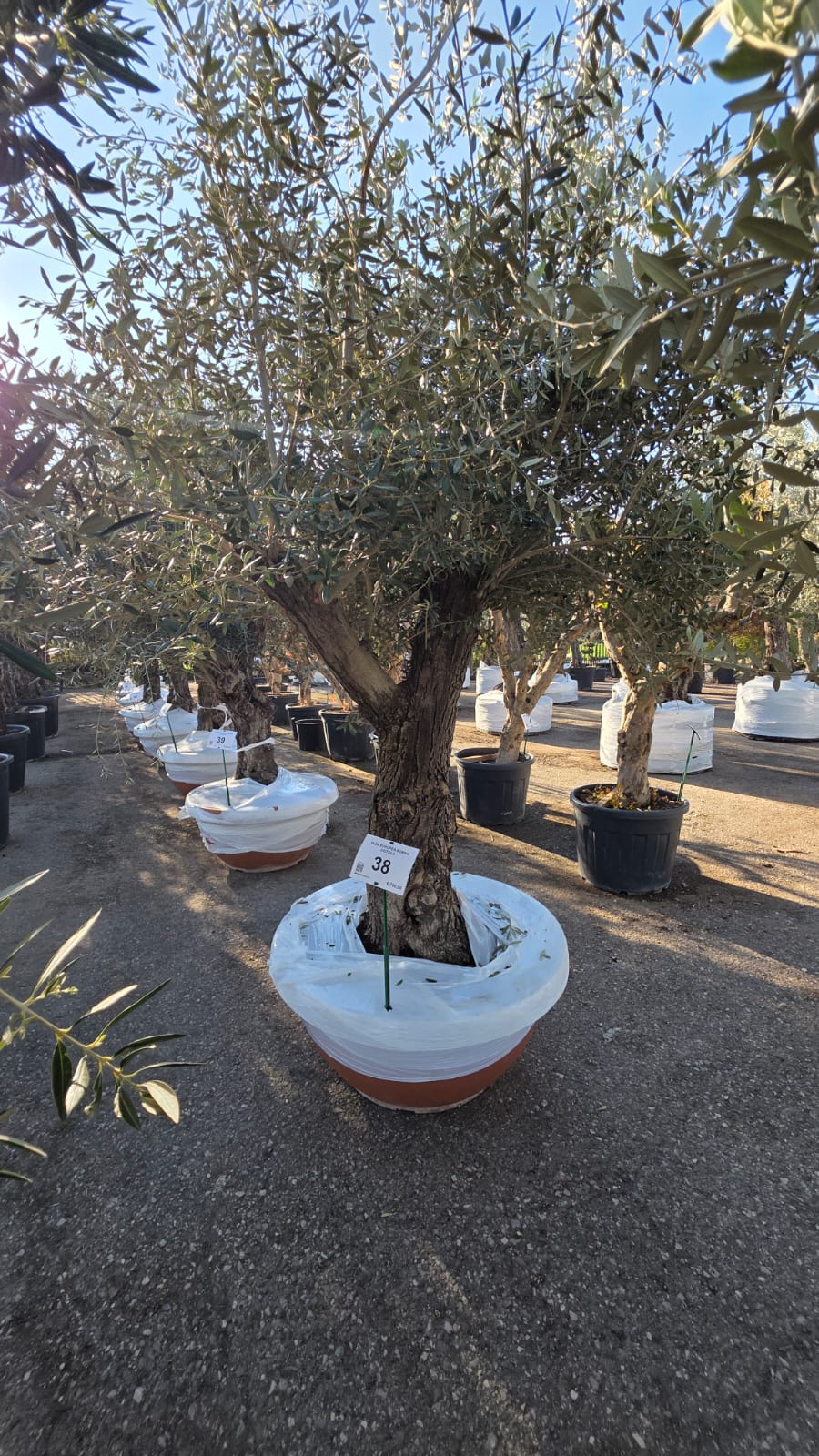 OLEA.EU_.38_5159