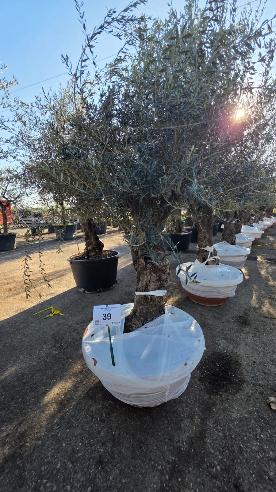 OLEA.EU_.39_5160
