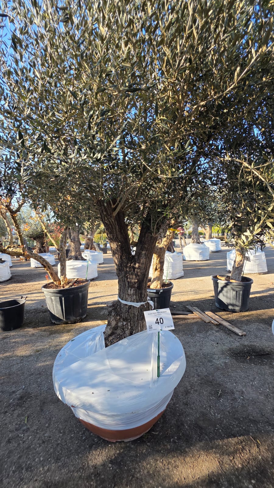 OLEA.EU_.40_5161