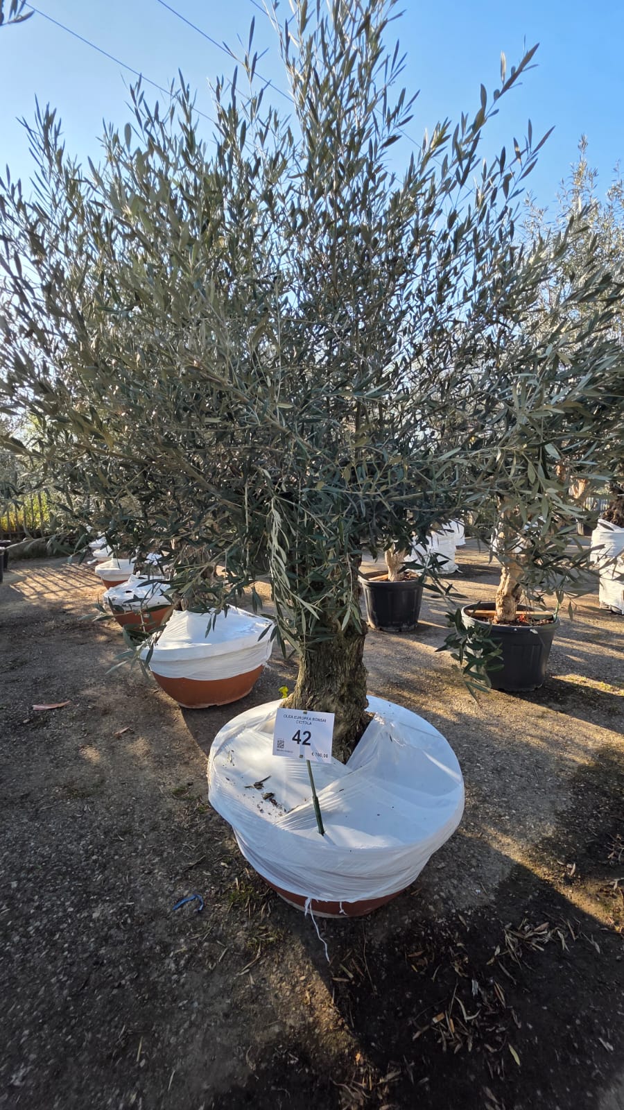 OLEA.EU_.42_5163