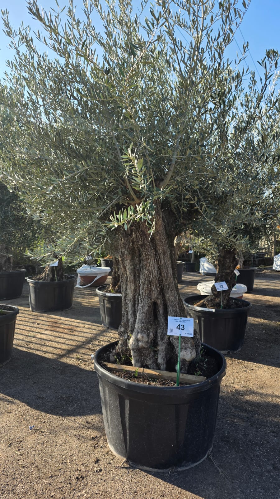 OLEA.EU_.43_5143