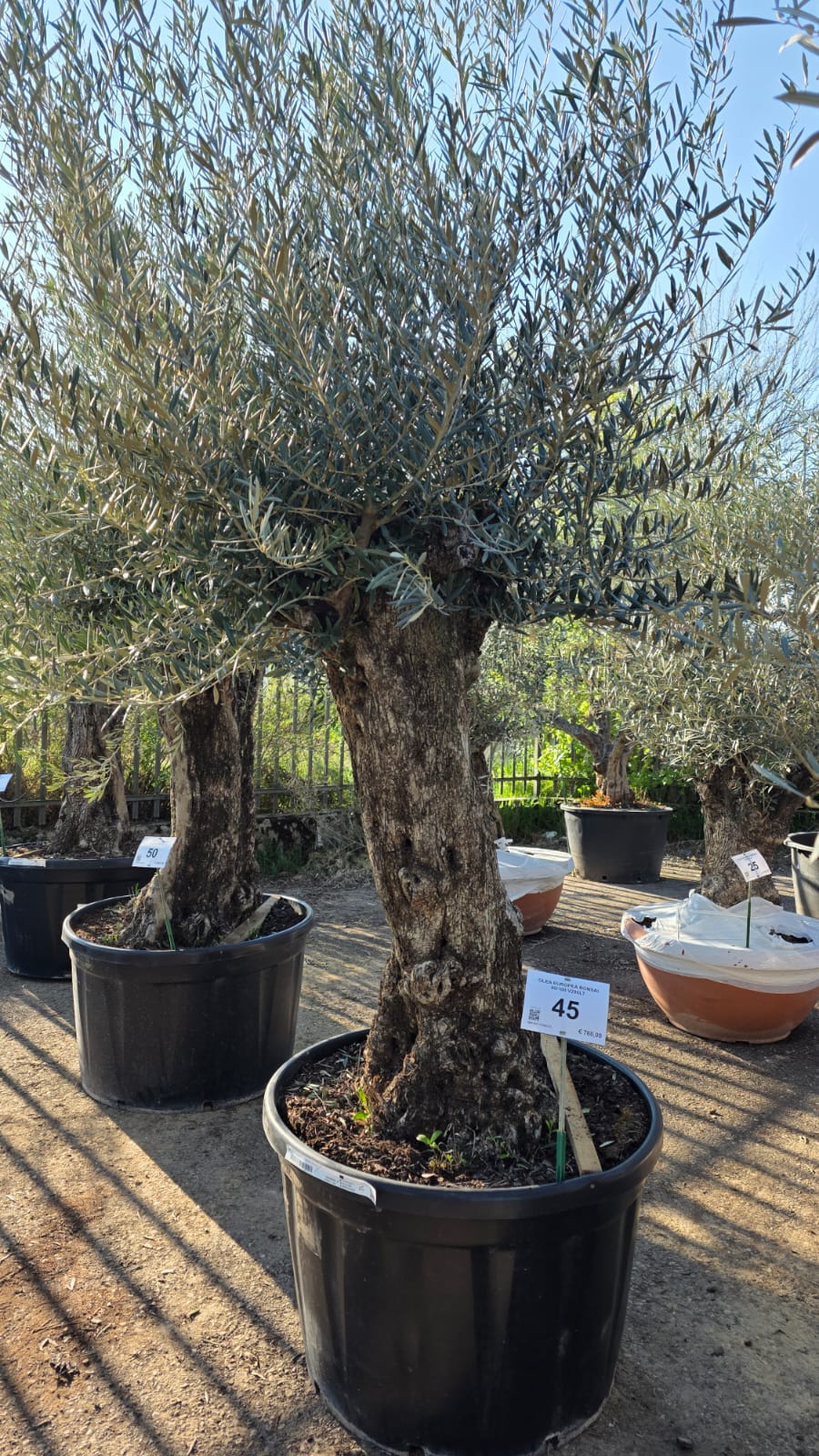 OLEA.EU_.45_5152