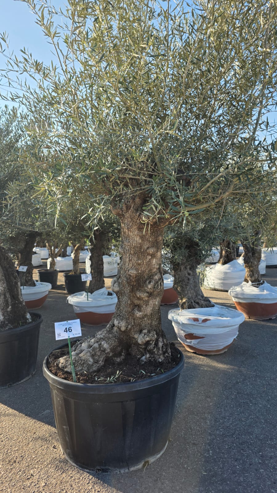 OLEA.EU_.46_5147