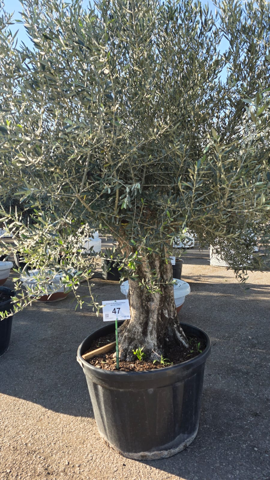 OLEA.EU_.47_5148