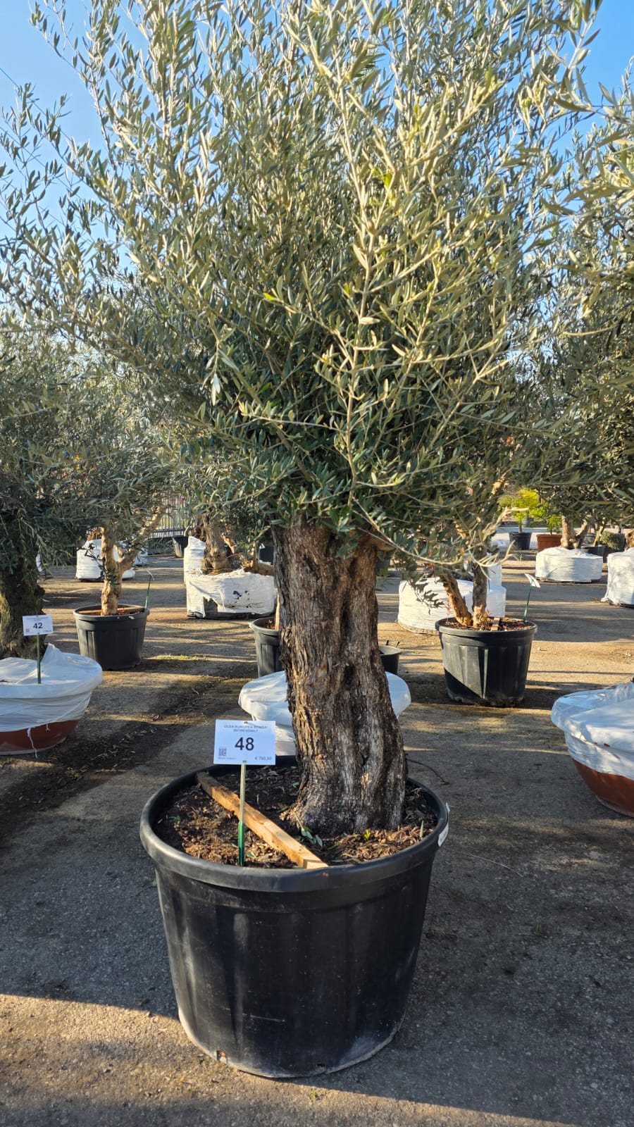 OLEA.EU_.48_5149