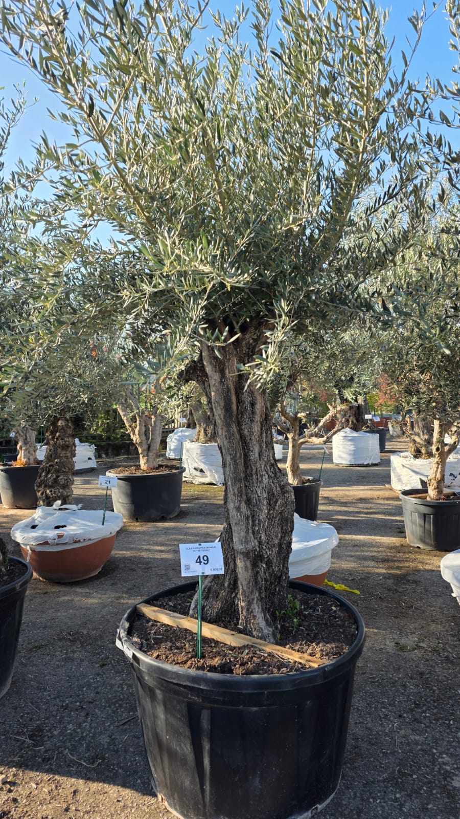 OLEA.EU_.49_5150