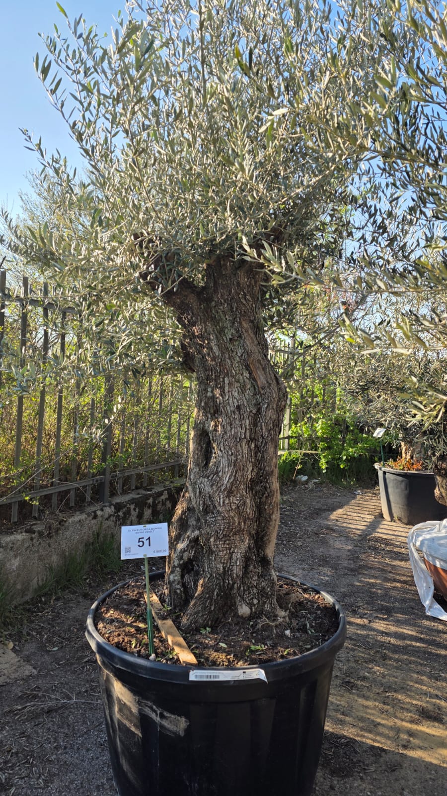 OLEA.EU_.51_5153