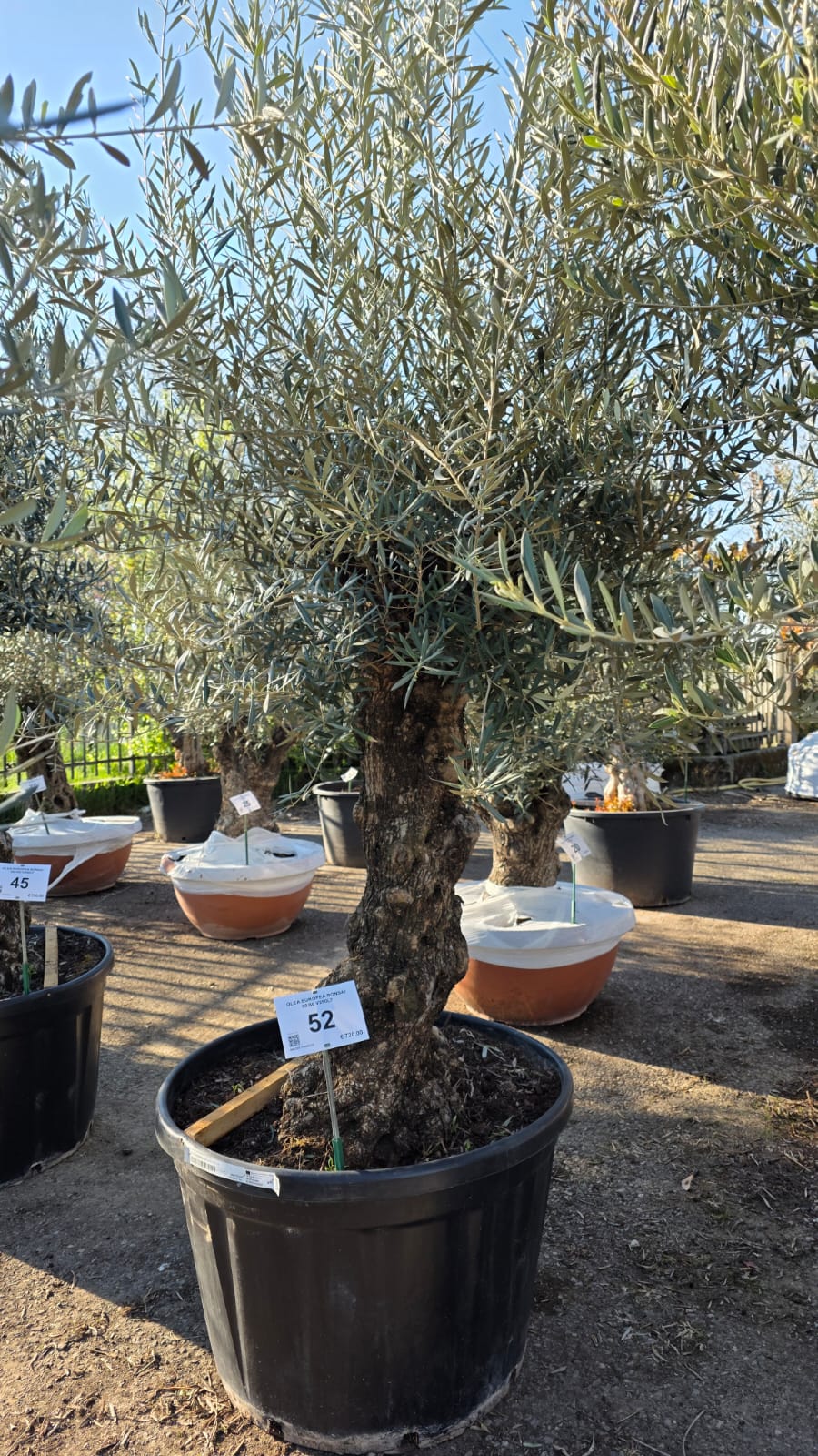 OLEA.EU_.52_5144
