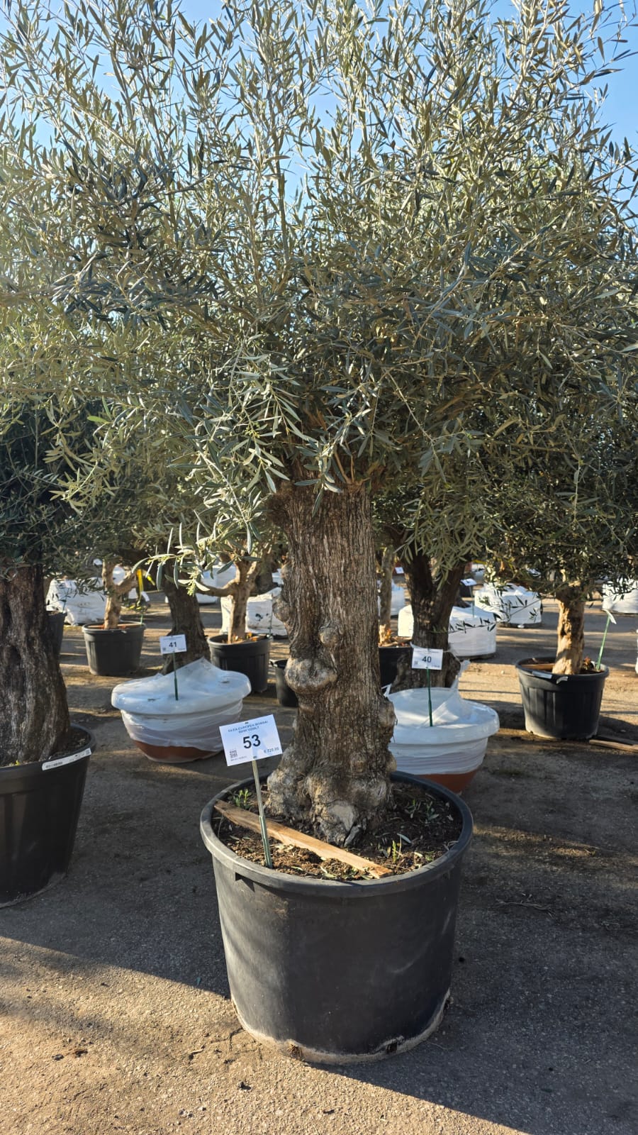 OLEA.EU_.53_5145