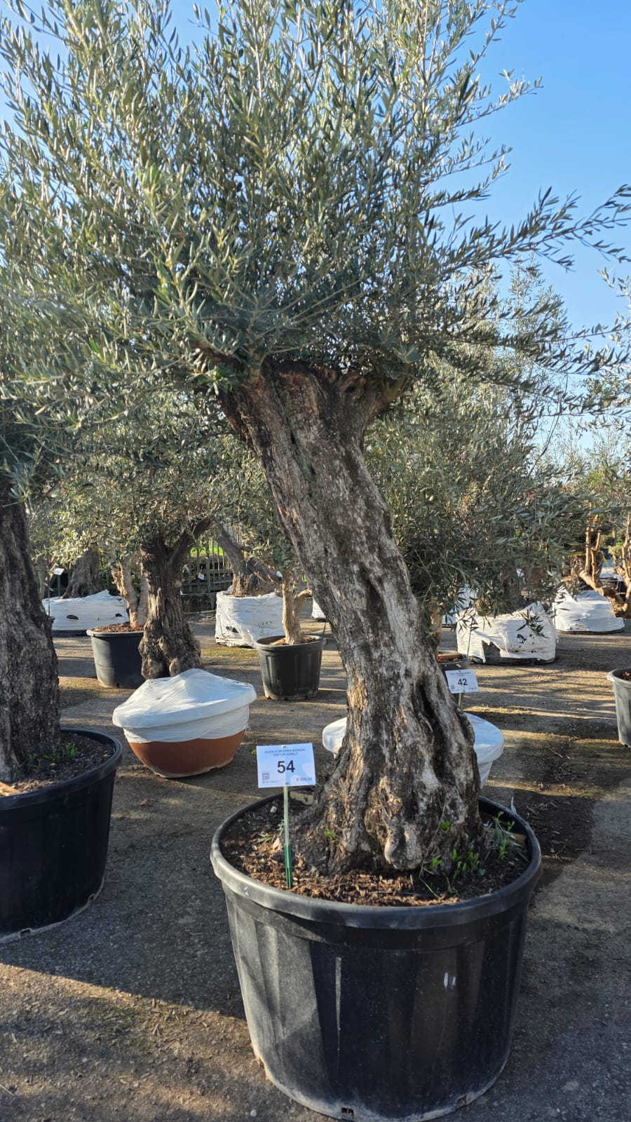 OLEA.EU_.54_5136