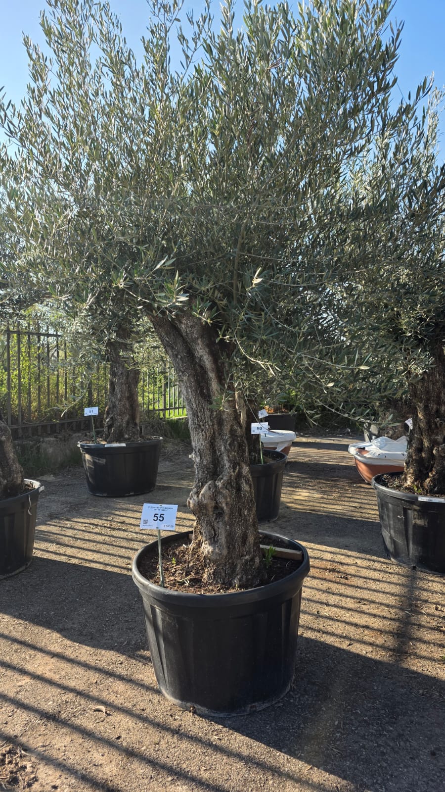 OLEA.EU_.55_5137