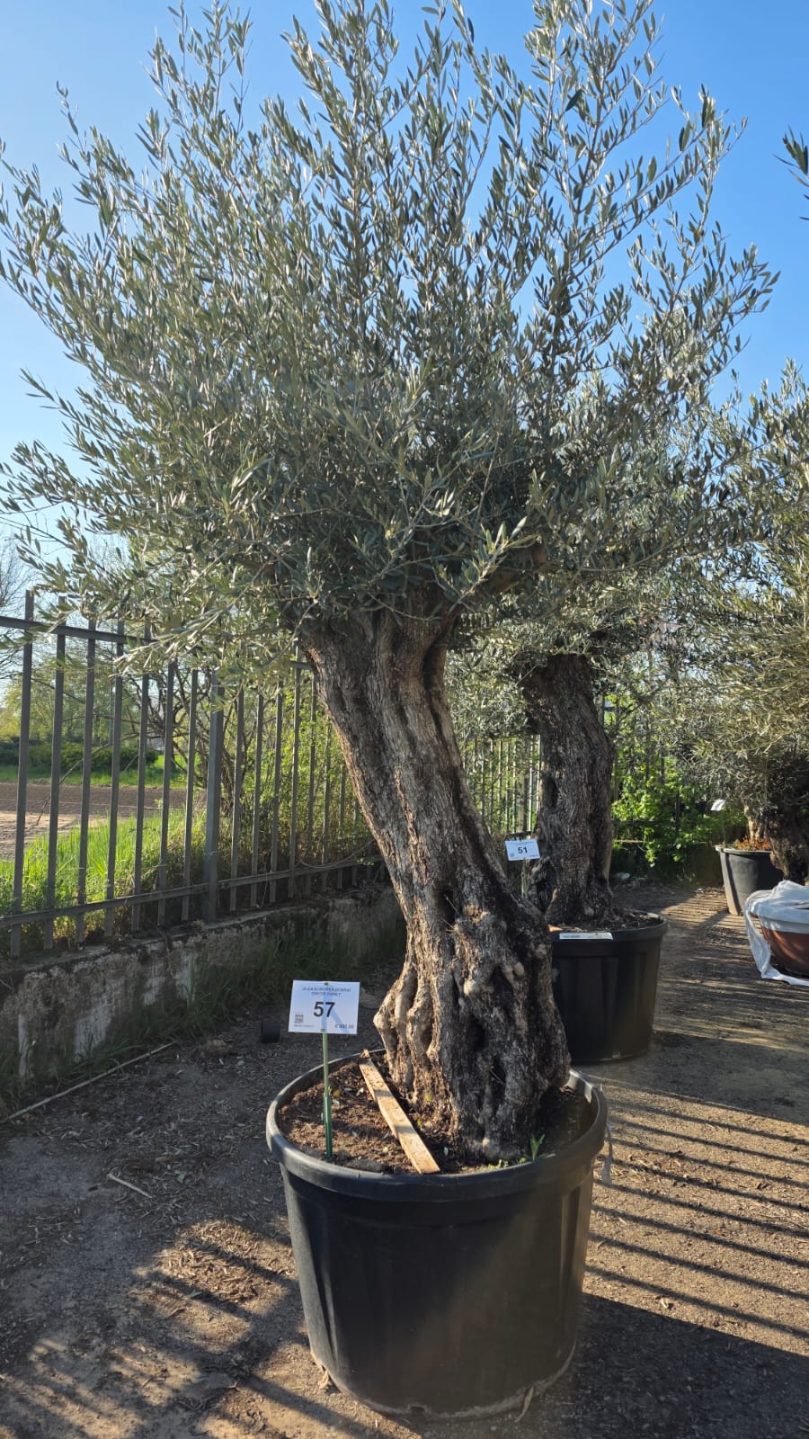 OLEA.EU_.57_5139