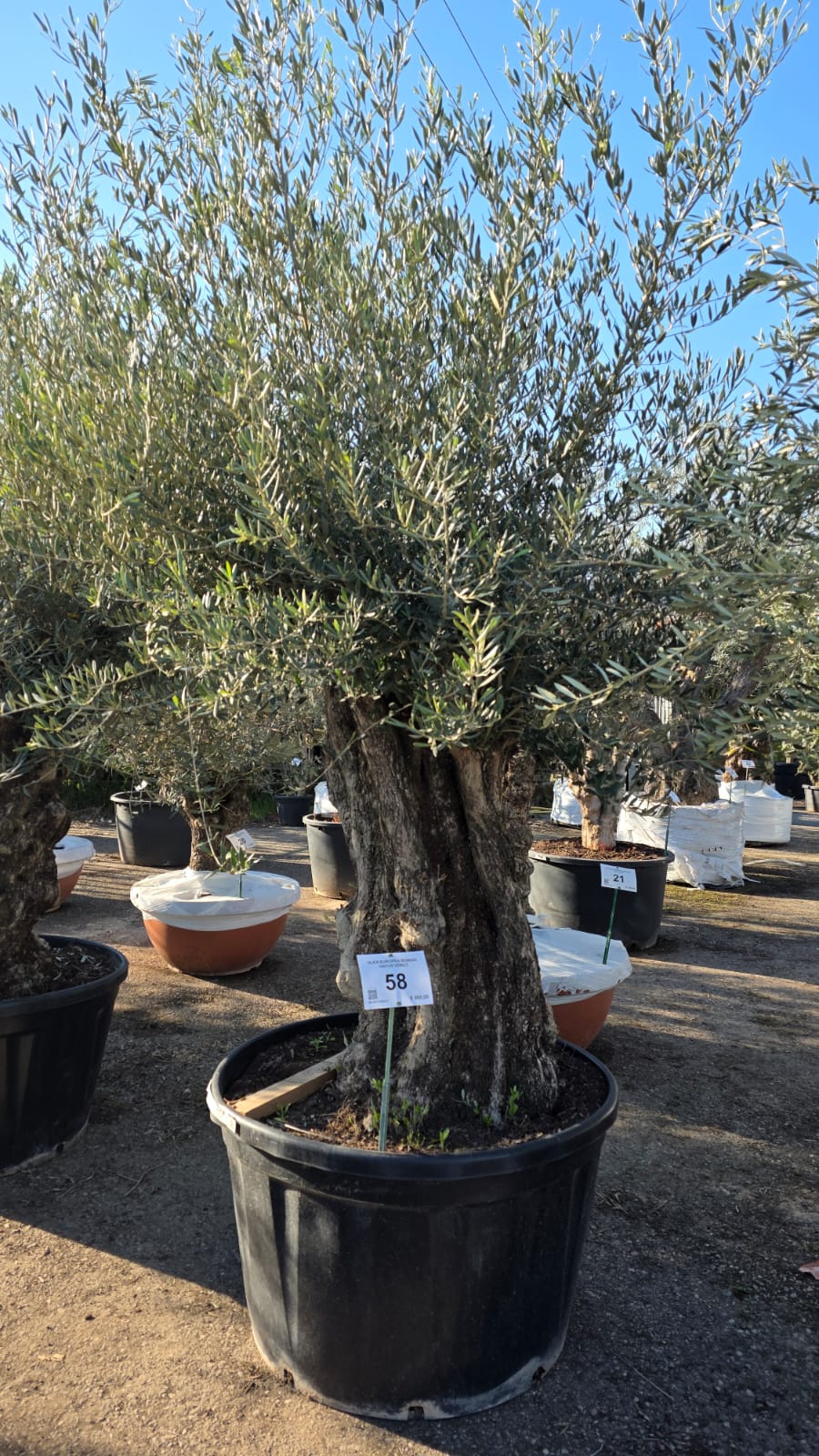 OLEA.EU_.58_5140