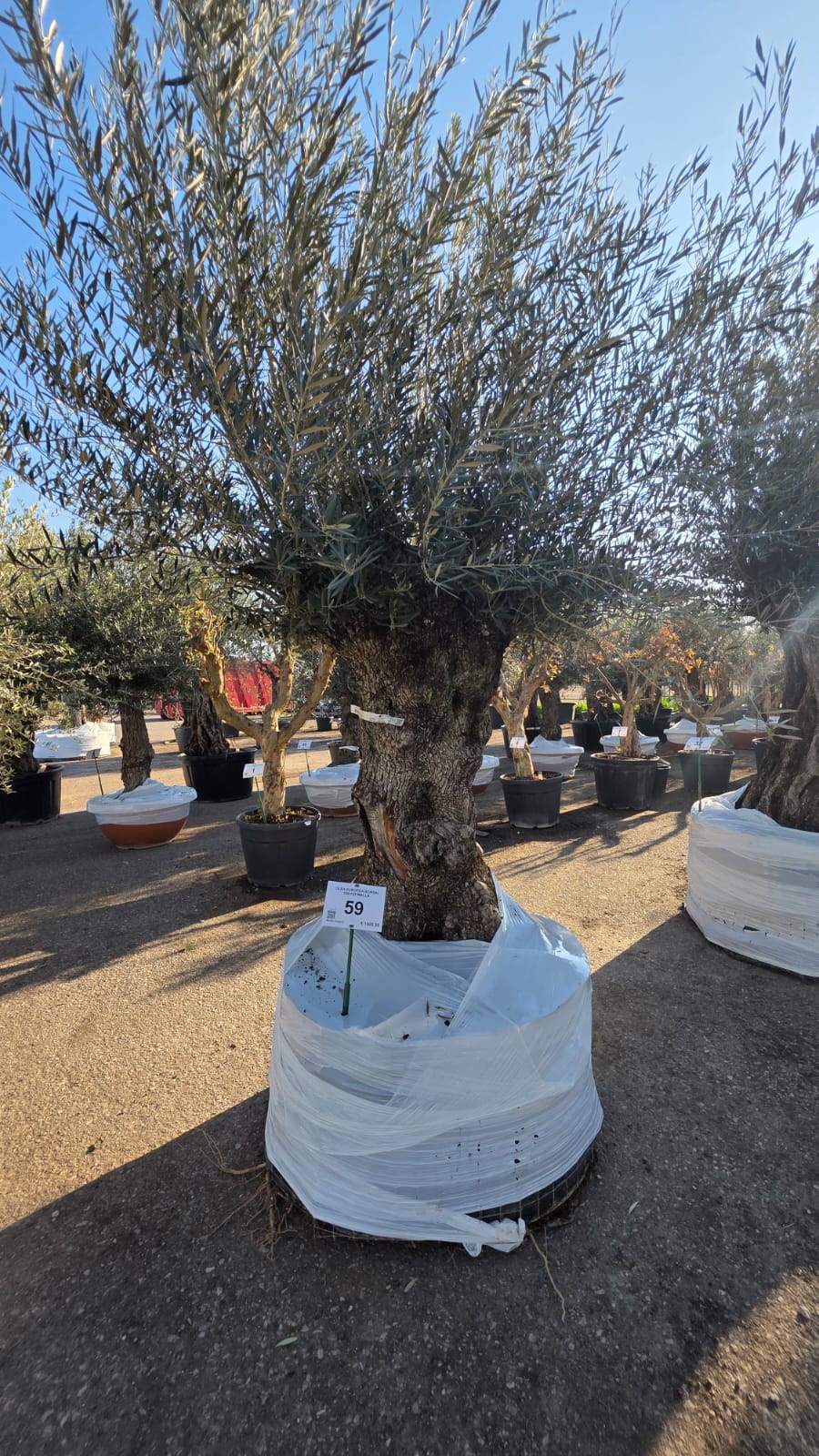 OLEA.EU_.59_5131