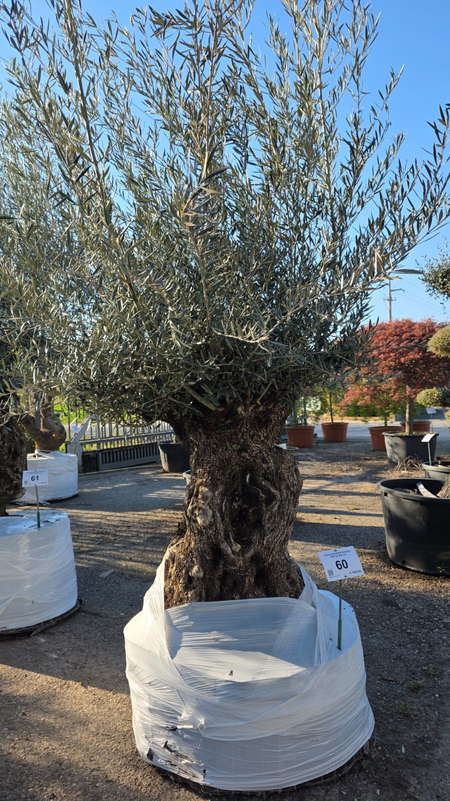 OLEA.EU_.60_5132