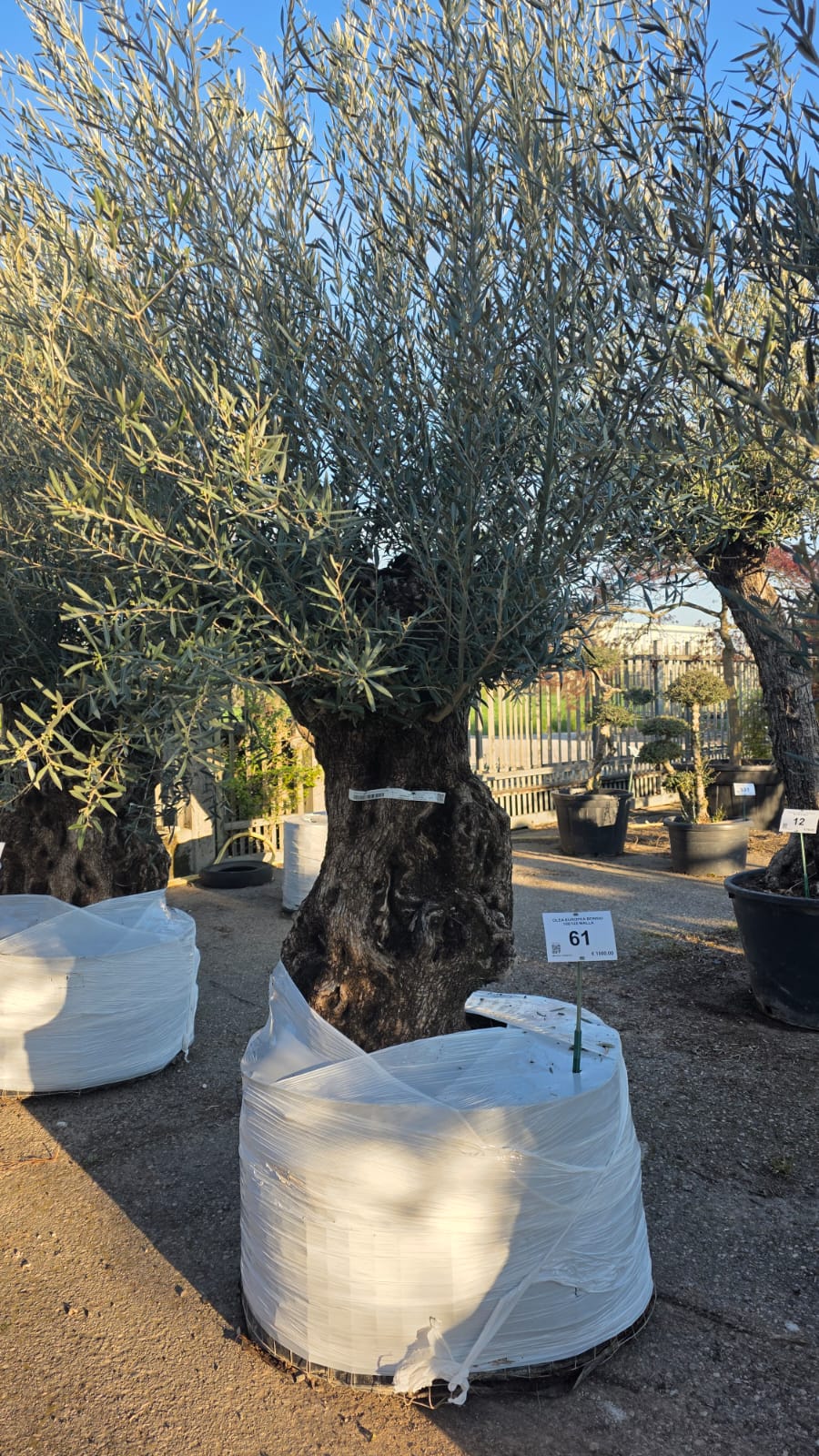 OLEA.EU_.61_5133