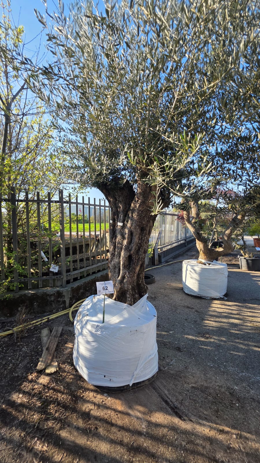 OLEA.EU_.62_5135