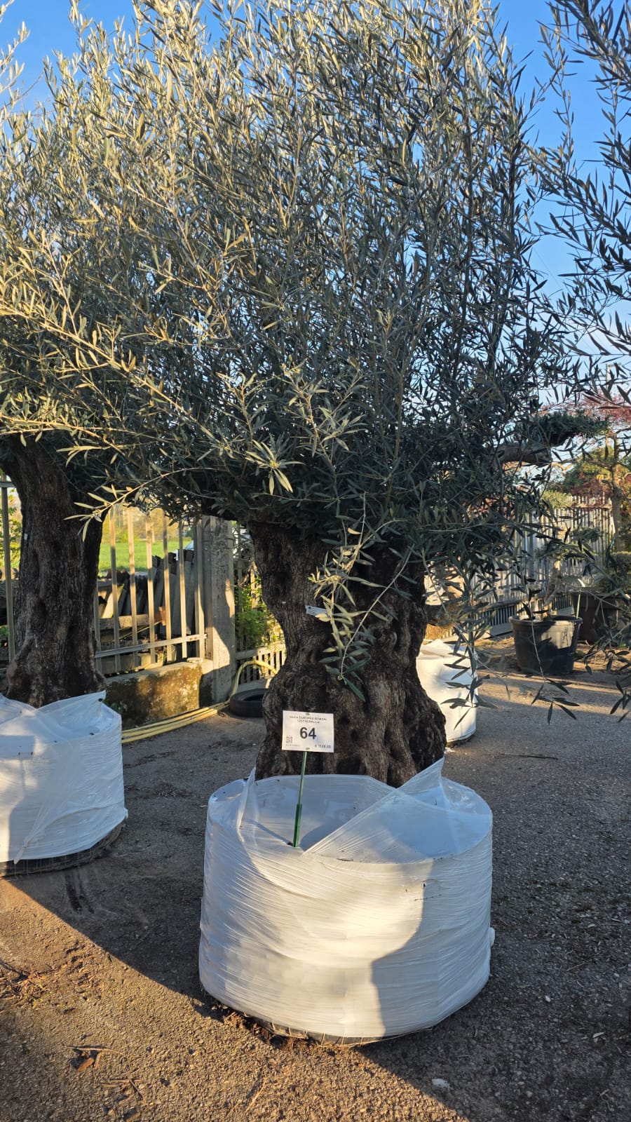 OLEA.EU_.64_5134