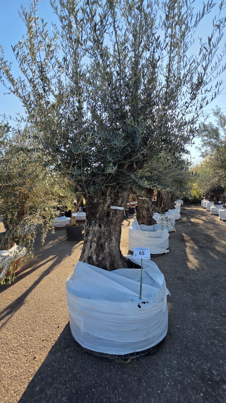 OLEA.EU_.65_5141